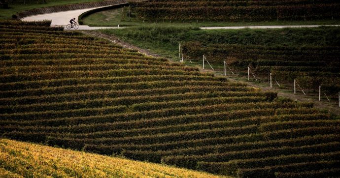 Copertina di Metamorfosi Langhe. Dalla “malora” ai vigneti del Barolo