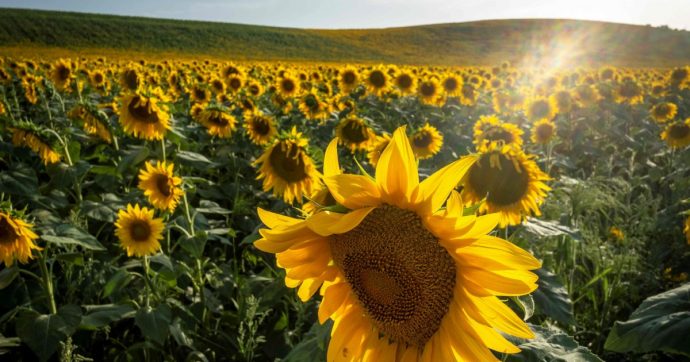 Copertina di “Operazione girasole”, la mafia si può battere anche solo con un fiore