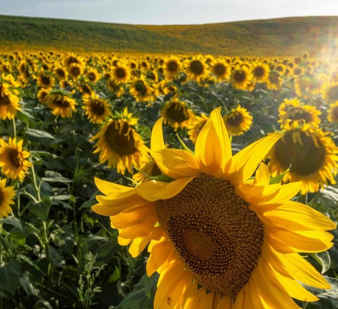 Mamma pianta un girasole sul campo da basket dove è morto il figlio, ma viene strappato via. Il colpevole si difende: “Se tutti mettessero un fiore per ogni morto, Milano sarebbe una pattumiera”
