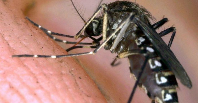 Caso di dengue a Jesi: il comune anconetano dispone due giorni di disinfestazione