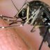 Copertina di Una donna morta per virus West Nile: altri sei casi di infezione confermati nel Lazio
