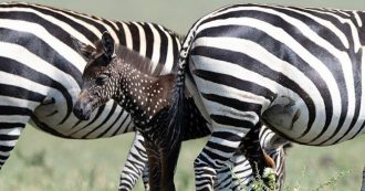 Copertina di Una zebra a pois, la canzone di Mina diventa realtà in Kenya: è nato il primo esemplare con i puntini al posto delle strisce