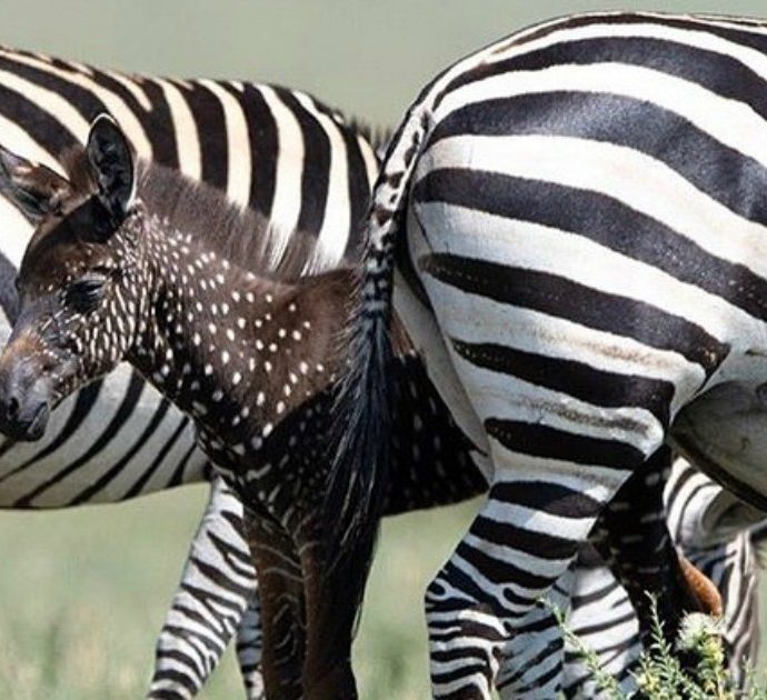 Una zebra a pois, la canzone di Mina diventa realtà in Kenya: è nato il primo esemplare con i puntini al posto delle strisce
