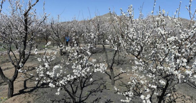 Cambiamento climatico, “temperature già aumentate di 2 gradi”: lo dimostra una ricerca sulle albicocche durata 40 anni