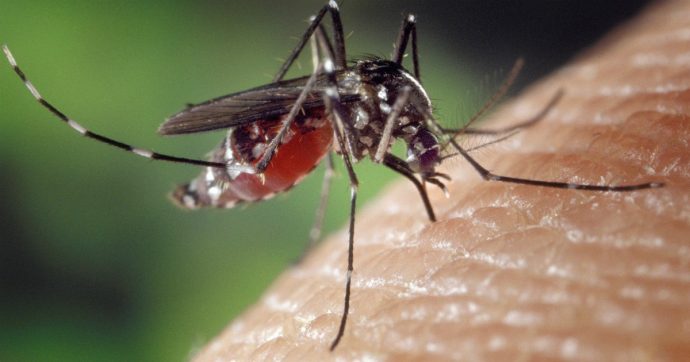 Allarme zanzara giapponese in Italia: è più resistente della “tigre” e può trasmettere malattie mortali come la Dengue, la Chikungunya e la West Nile