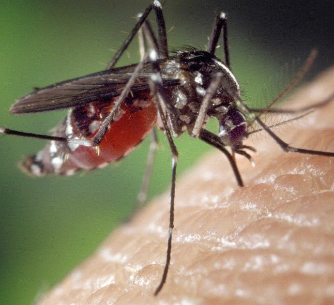 La puntura di una zanzara sulla fronte le provoca un embolo e muore a 21 anni: ecco come è potuto succedere, la ricostruzione dei medici