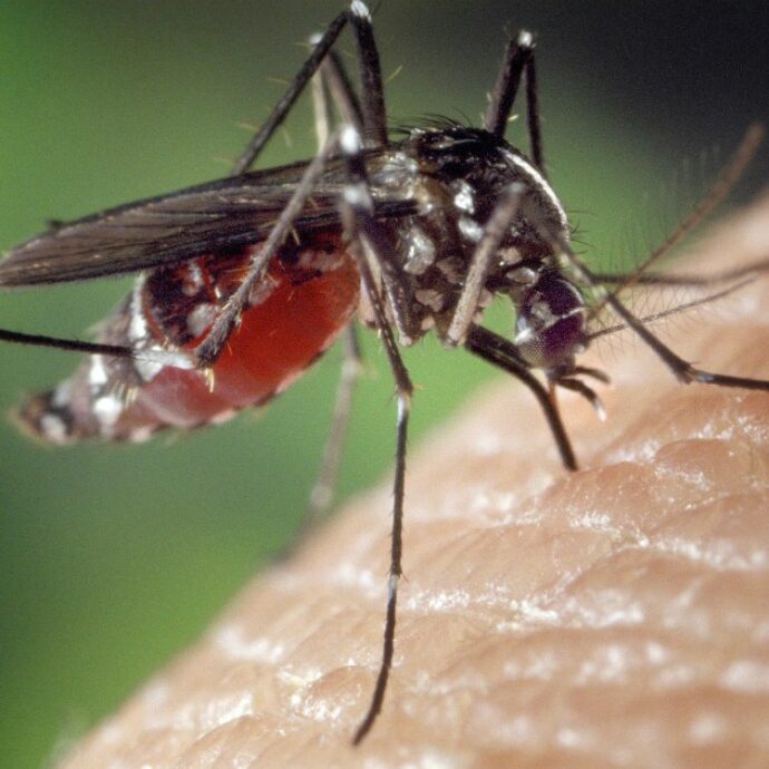 La puntura di una zanzara sulla fronte le provoca un embolo e muore a 21 anni: ecco come è potuto succedere, la ricostruzione dei medici