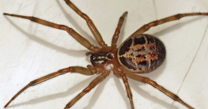 Casa infestata dai ragni: un nido di esemplari di falsa vedova nera terrorizza una famiglia