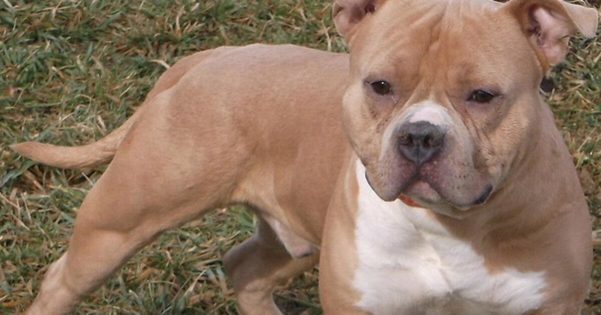 Il proprietario lo lascia per giorni in un garage: pitbull trovato morto nella Bassa Reggiana Il proprietario lo lascia per giorni in un garage: pitbull trovato morto nella Bassa Reggiana