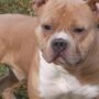 Copertina di Il proprietario lo lascia per giorni in un garage: pitbull trovato morto nella Bassa Reggiana
