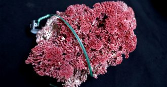 Copertina di Venduto come plastica ma era corallo, sequestrati 20 chili ai due cittadini cinesi a Venezia