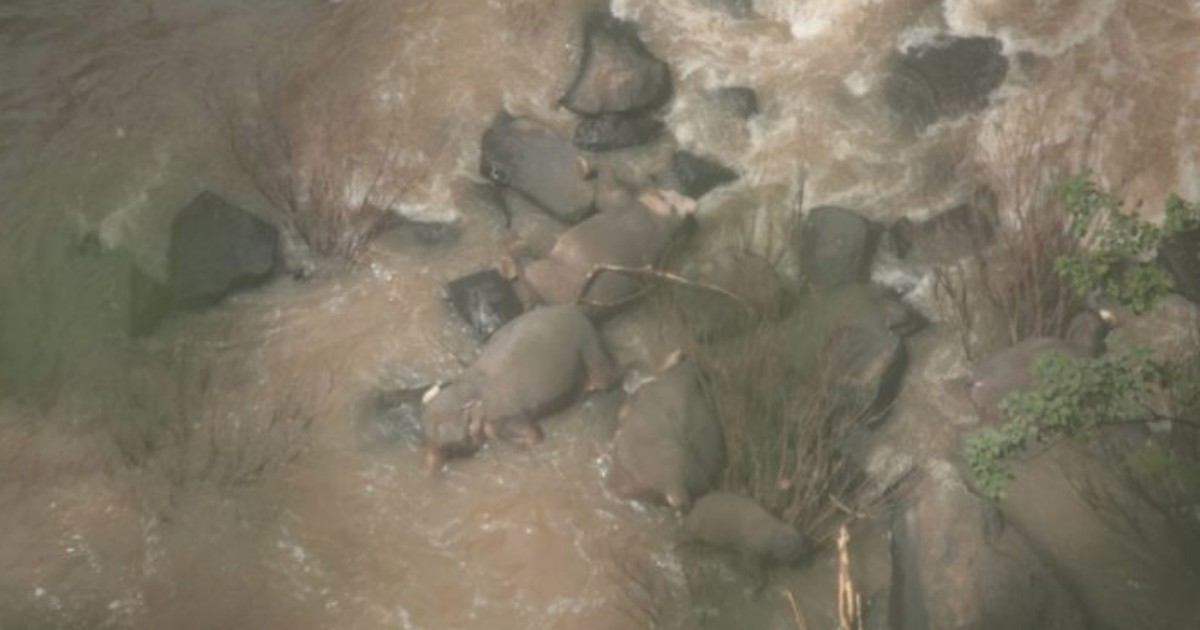 Sei elefanti muoiono cercando di salvare un cucciolo caduto nella “cascata dell’inferno”