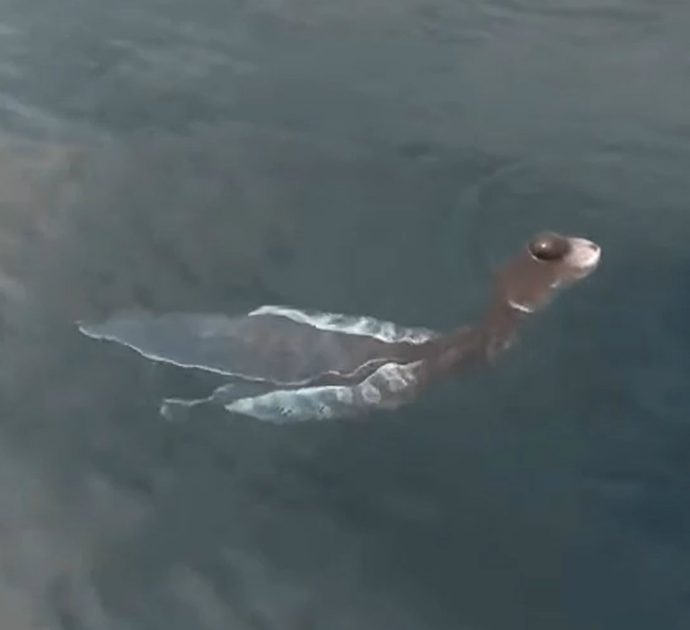 Avvistata creatura misteriosa in mare: “Uno strano animale che nuotava in superficie”. Perplessità tra gli esperti