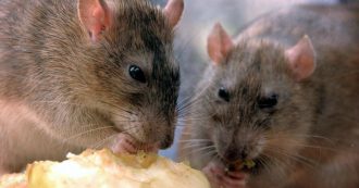 Copertina di Cnn: “Ratti stanno infettando l’uomo con l’epatite”: registrati a Hong Kong i primi casi di questo “salto di specie”