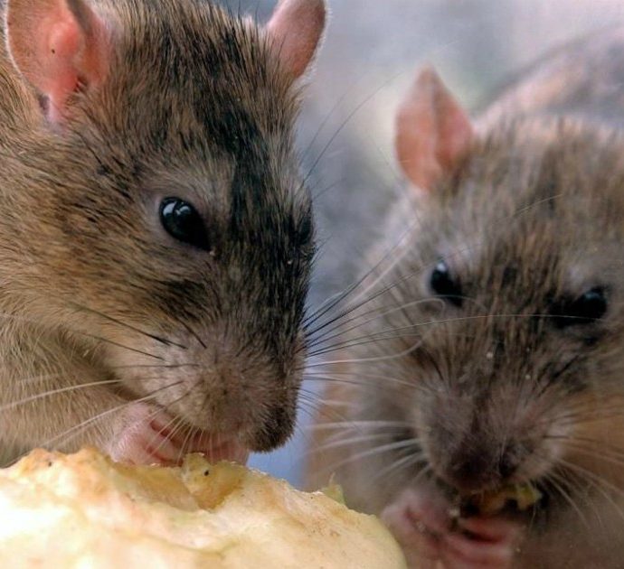 Invasione di topi in Australia, milioni di ratti si infilano ovunque: “Piaga biblica, neanche il veleno funziona”