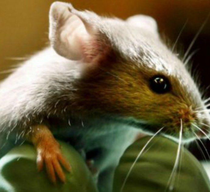 Coronavirus, scatta l’allarme per i topi: “Sono diventati più aggressivi e cannibali. Hanno fame”