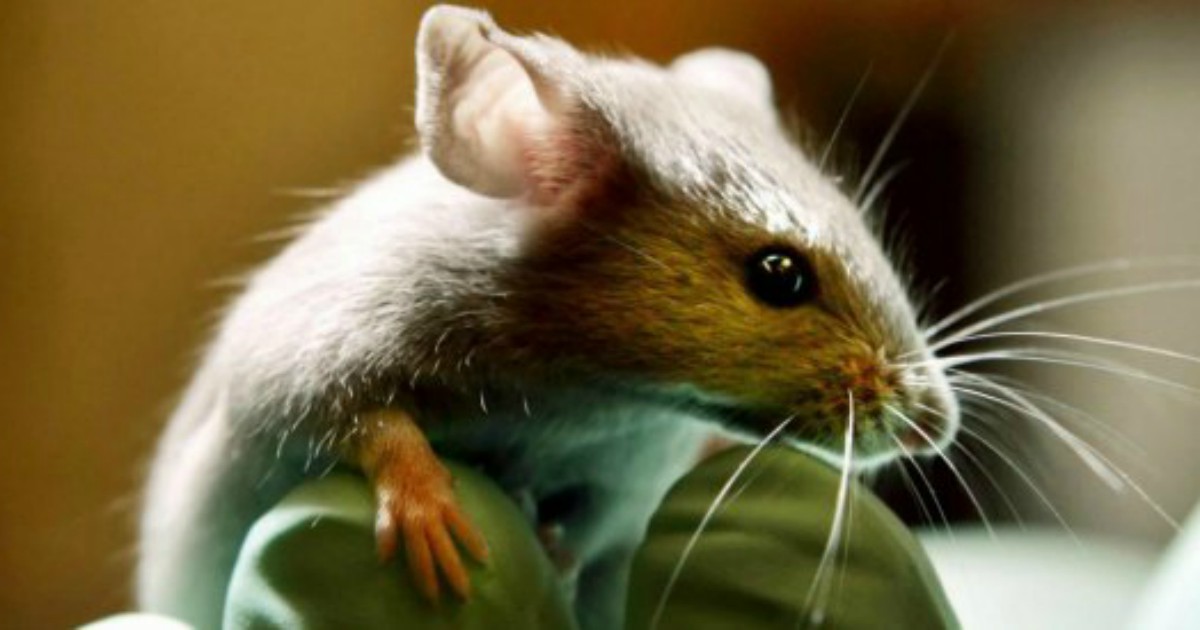 Coronavirus, scatta l’allarme per i topi: “Sono diventati più aggressivi e cannibali. Hanno fame”