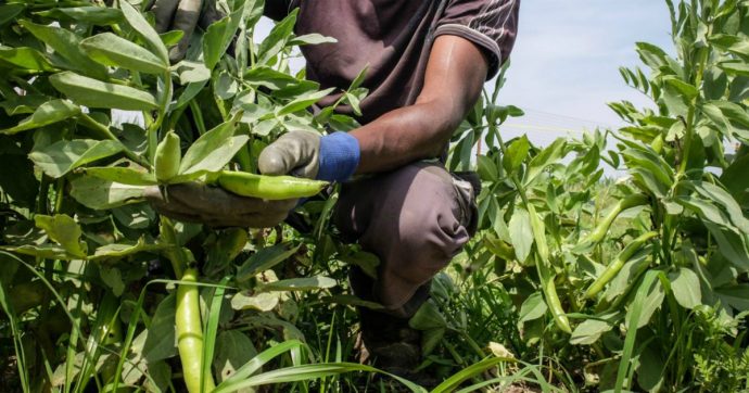 Foggia, caporali fornivano braccianti agli imprenditori agricoli: 10 misure cautelari e sequestri di beni