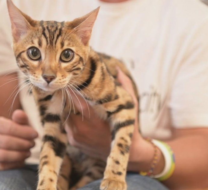 That’s amore-Storie di uomini e altri animali, il nuovo programma di RaiTre racconta la vita in una clinica veterinaria