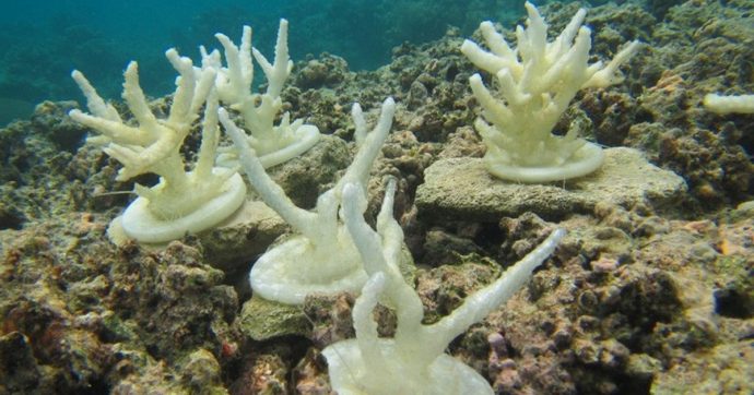 Il corallo stampato in 3D potrebbe aiutare le barriere coralline in via di estinzione