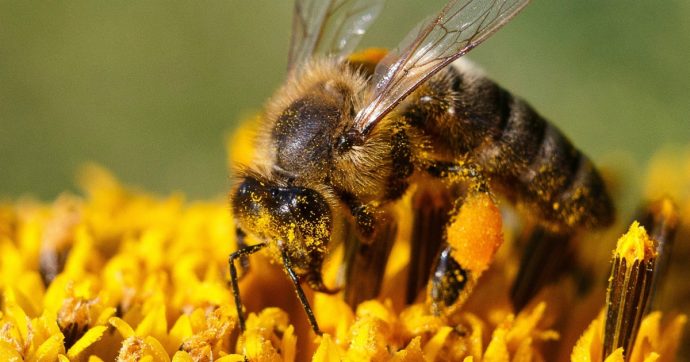 Pesticidi, il dibattito sulle api tocca i nervi scoperti dell’Unione europea