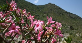 Socotra è un paradiso in pericolo. E la sua storia riguarda tutti noi