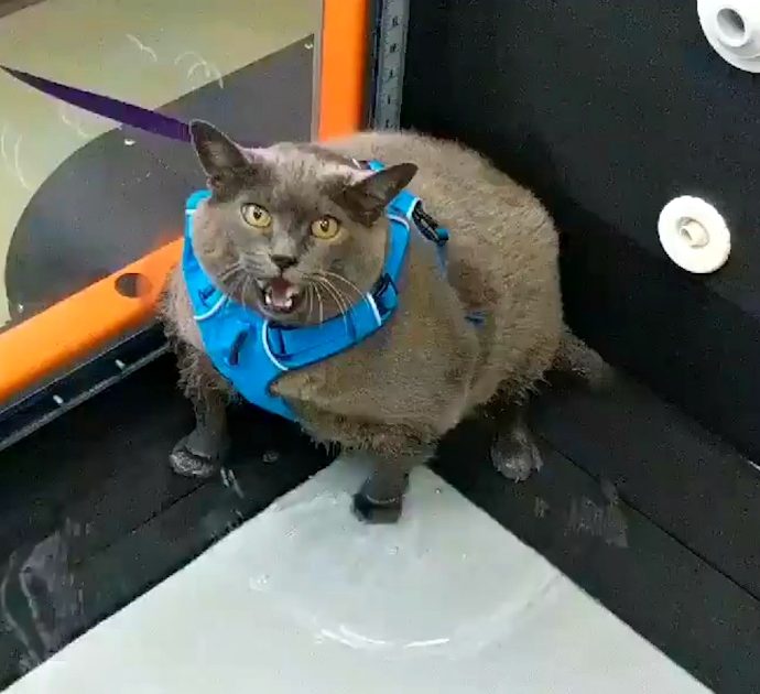 La gatta obesa “costretta” ad allenarsi sul tapis roulant perché perda peso: il felino non sembra gradire. Il video da milioni di clic