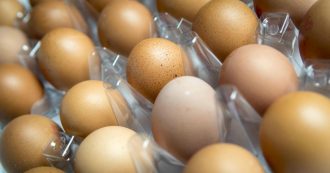 Copertina di Nas sequestrano più di 32mila uova e chiudono 9 aziende: galline maltrattate ed etichette non tracciabili