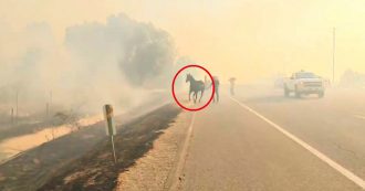 Copertina di Fuga dalla fattoria in fiamme, ma il cavallo torna indietro per salvare la famiglia: il video che stupisce