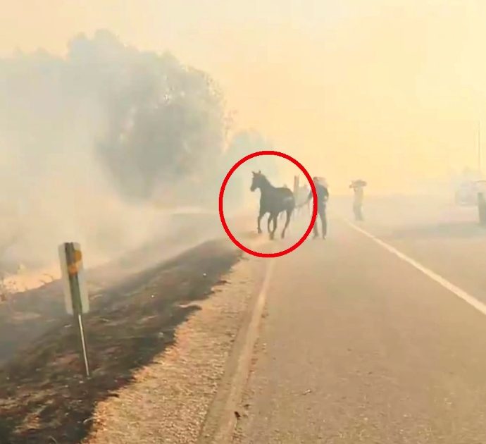 Fuga dalla fattoria in fiamme, ma il cavallo torna indietro per salvare la famiglia: il video che stupisce