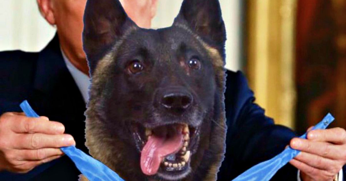 Donald Trump twitta la foto in cui premia il cane eroe, ma è un fotomontaggio