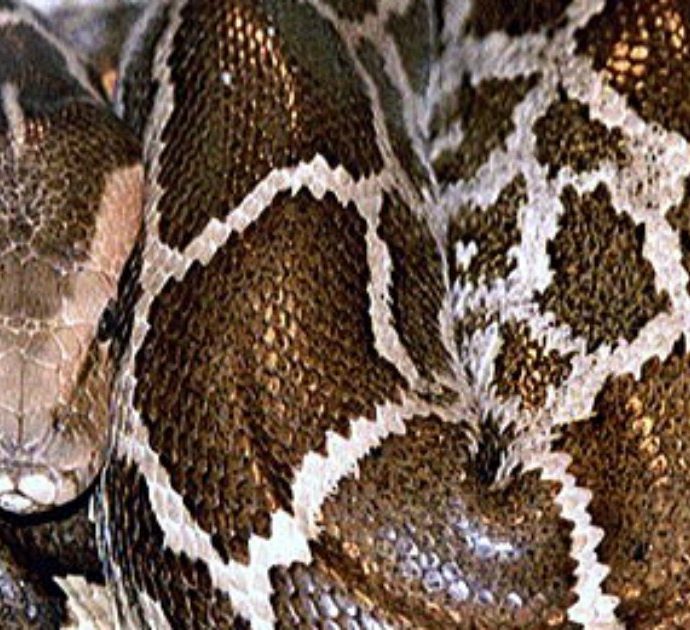 Donna trovata morta con un pitone intorno al collo: nella sua casa c’erano 140 serpenti