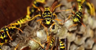 Copertina di Bergamo, urta nido di  vespe: uomo muore dopo aver subito centinaia di punture. Procura apre inchiesta