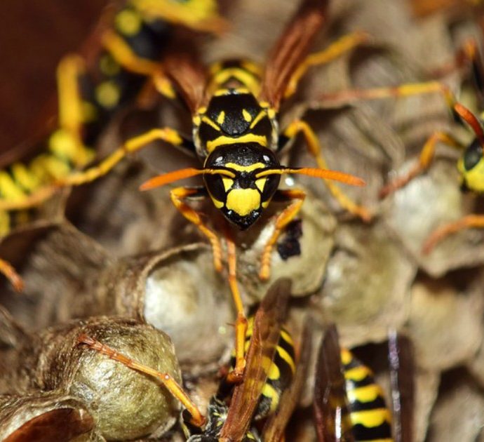 Guida turistica muore uccisa da uno sciame di vespe: il suo corpo recuperato dopo 4 giorni coperto dagli insetti