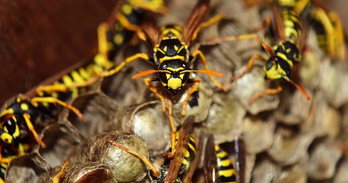 Guida turistica muore uccisa da uno sciame di vespe: il suo corpo recuperato dopo 4 giorni coperto dagli insetti