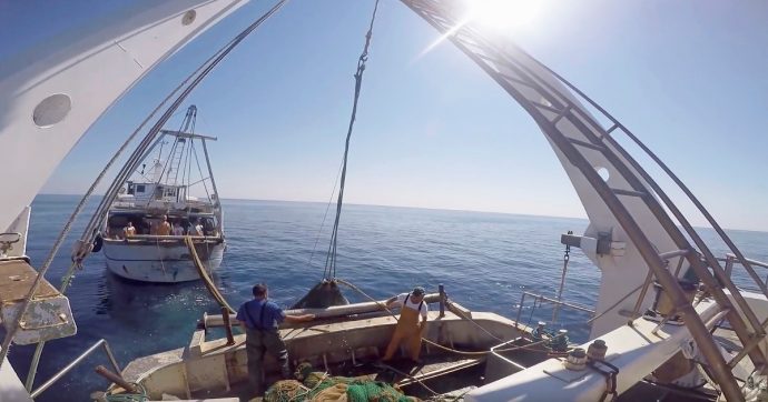 Copertina di Piano salva-Adriatico, il veto italiano alla più grande riserva marina