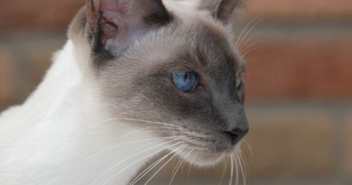 Graffiata dal gatto di casa finisce in terapia intensiva a causa del ‘batterio mangia carne’ Graffiata dal gatto di casa finisce in terapia intensiva a causa del ‘batterio mangia carne’