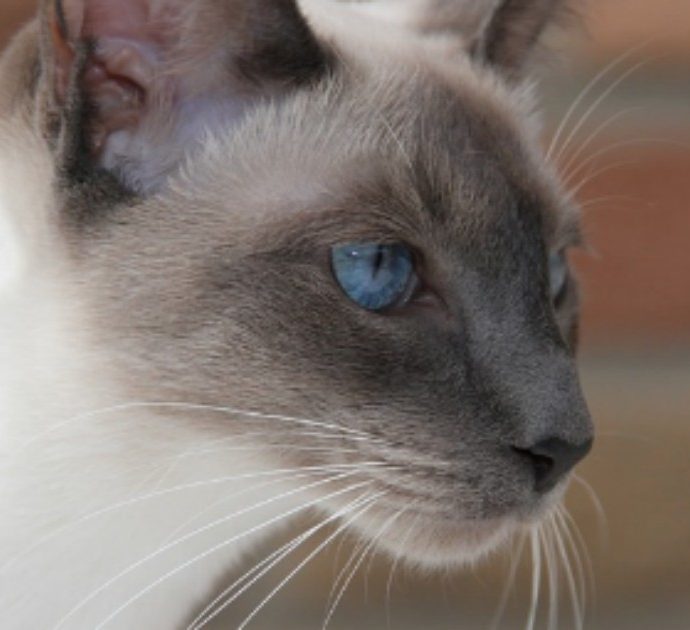 Graffiata dal gatto di casa finisce in terapia intensiva a causa del ‘batterio mangia carne’