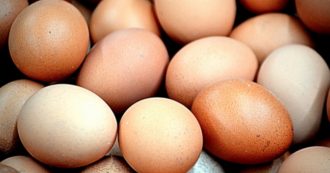 Copertina di “Vi invitiamo a non consumarle e restituirle”: uova fresche di categoria A ritirati dal commercio per un potenziale rischio microbiologico