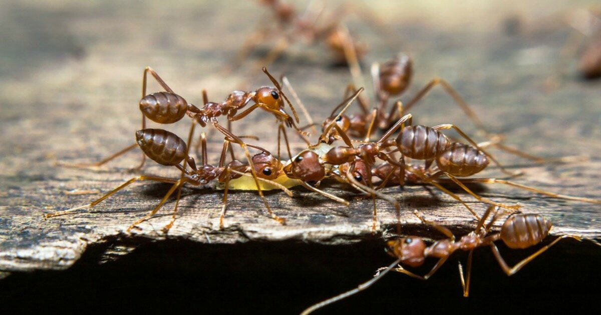 Nascondeva oltre oltre 2000 formiche “regine” in valigia: l’incredibile scoperta ai controlli in aeroporto. La polizia: “C’è una rete di trafficanti di questi insetti usati come animali domestici”