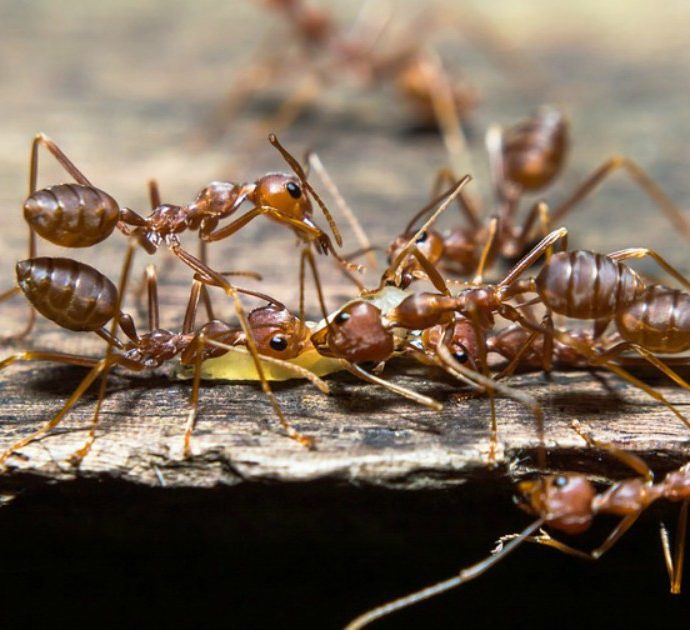 Scoperta una colonia di milioni di formiche cannibali in un ex bunker nucleare: ecco come sopravvivono