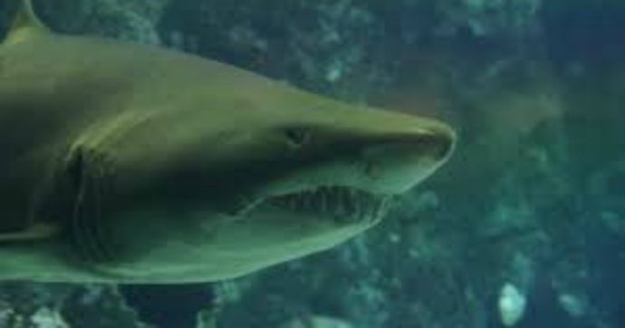 Uno squalo mako colpisce una barca nelle acque di Gallipoli: attimi di terrore per i pescatori