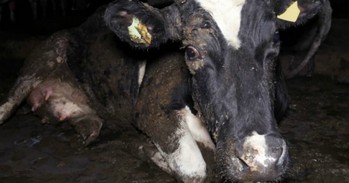 Cremona, scoperto allevamento lager: ‘Mucche agonizzanti, carcasse e vani invasi dalle blatte’