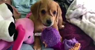 Narwhal minacciato di morte: nessuna adozione per il cucciolo di “cane unicorno”