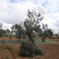 Un uliveto, con le reti per la raccolta delle olive