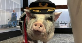 Paura di prendere l’aereo? Ora ci pensa LiLou, il maialino di 5 anni che “lavora” in aeroporto