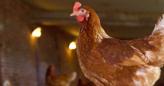 Allevamento, oggi gli italiani consumano meno carne. Peccato aumentino gli animali macellati