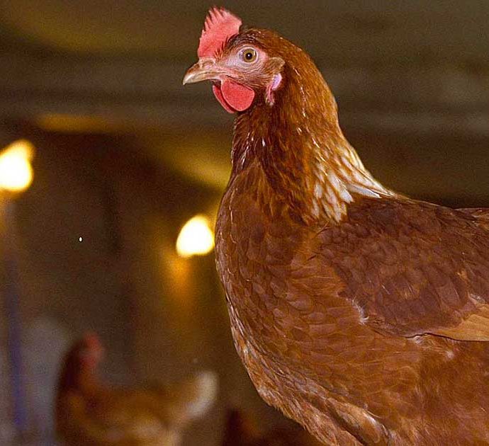 “Cosa pensano i polli?”: ecco lo studio sulla specie domestica “sovrappopolata e sfruttata” e il bucero asiatico in via d’estinzione