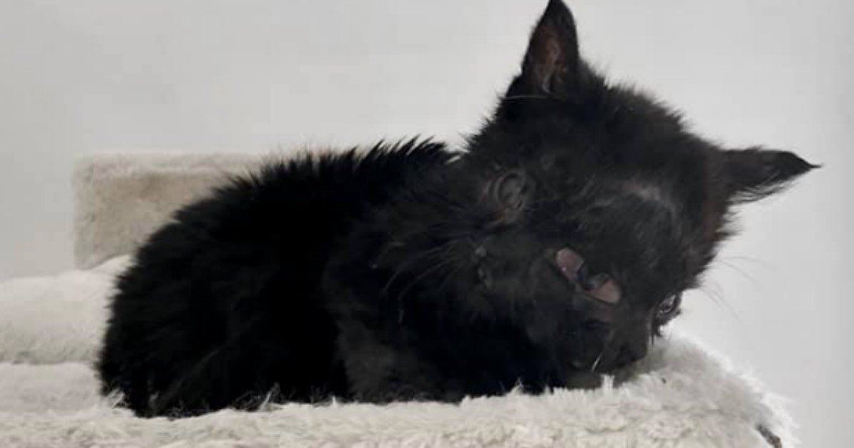 La gattina nata con due facce salvata da un veterinario: ogni giorno una sfida, ma sta facendo progressi