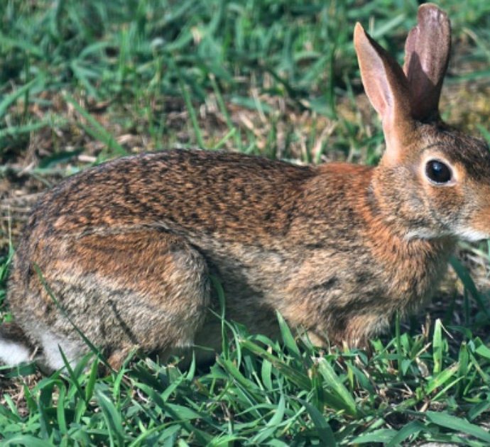“Mangia un coniglio selvatico e contrae la peste bubbonica”